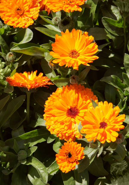 istock Orange Pot Marigolds in  garden 471330829