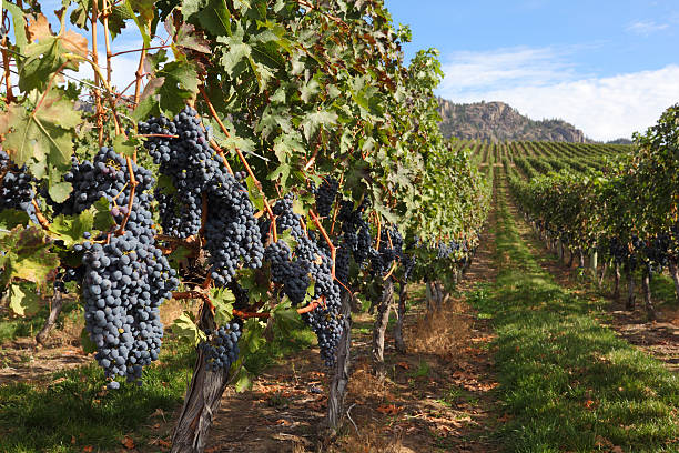 okanagan vinha pronto para a colheita - okanagan valley imagens e fotografias de stock