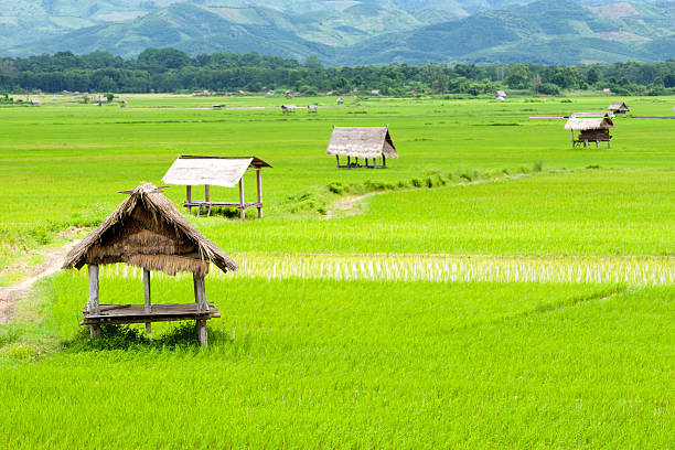рисовое поле в луанг namtha долина, лаос - laos hut southeast asia shack стоковые фото и изображения