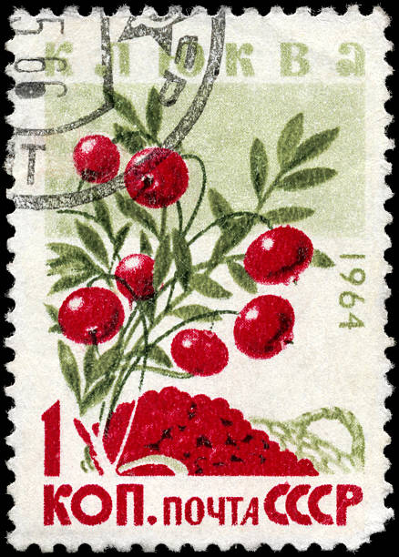 Cranberries A Stamp printed in USSR shows the European Cranberries, from the series "Wild Berries", circa 1964 marshwort stock pictures, royalty-free photos & images