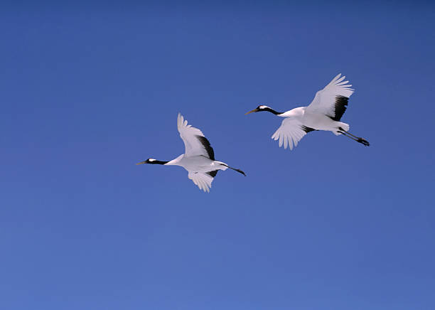 istock Flying red-crowned crane in Hokkaido Japan. 471331691