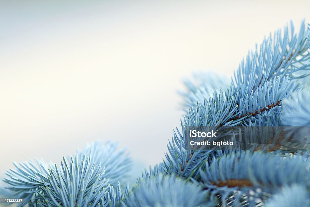 Fundo de árvore de Natal - Foto de stock de Pinheiro Azul do Colorado royalty-free