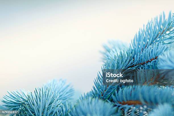 Foto de Fundo De Árvore De Natal e mais fotos de stock de Pinheiro Azul do Colorado - Pinheiro Azul do Colorado, Primeiro plano, Azul
