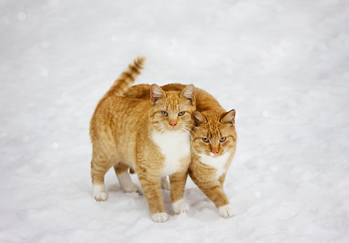 two cats nestled to each other outdoor in snowy background, best friends forever