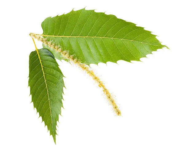 Chestnut leaves and catkins isolated on white