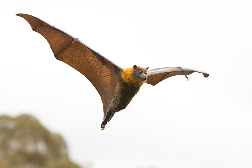 A grey headed flying fox, flying in over the trees. Victoria, Australia.