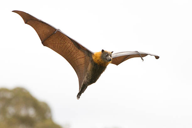 Grey Headed Flying Fox Mid Air A grey headed flying fox, flying in over the trees. Victoria, Australia. flying fox photos stock pictures, royalty-free photos & images