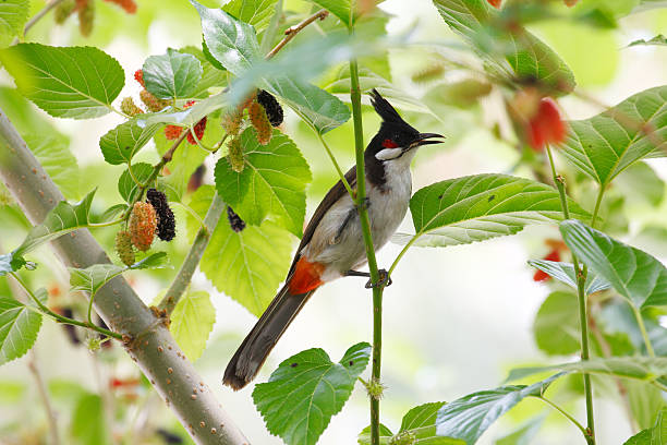 Red-whiskered Bulbul stock photo