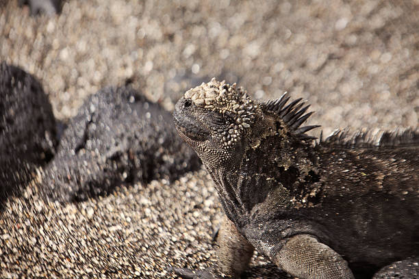 iguana marinha-ilha fernandina, de galápagos - fernandina beach - fotografias e filmes do acervo