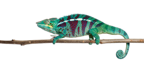 istock Panther Chameleon Nosy Be, Furcifer pardalis, white background. 471333679