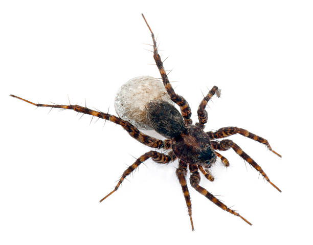 istock Female Pardosa lugubris carrying her egg-sac, white background. 471333685