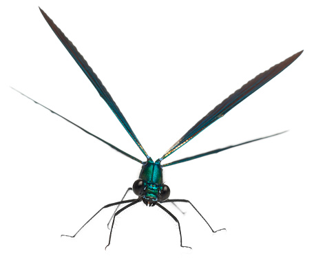 Male Banded Demoiselle, Calopteryx splendens, in front of white background.