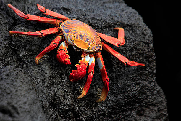 istock Sally Lightfoot Crab - Bartolome Island, Galapagos 471333829