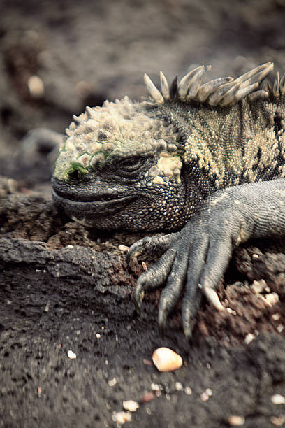 iguana marinha-ilha fernandina, de galápagos - fernandina beach - fotografias e filmes do acervo