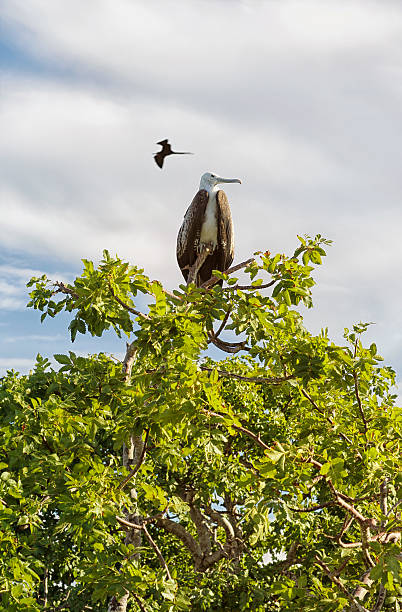 Juvenile Great Frigatebird - North Seymour Island, Galapagos Juvenile Great Frigatebird on North Seymour Island, Galapagos. fregata minor stock pictures, royalty-free photos & images