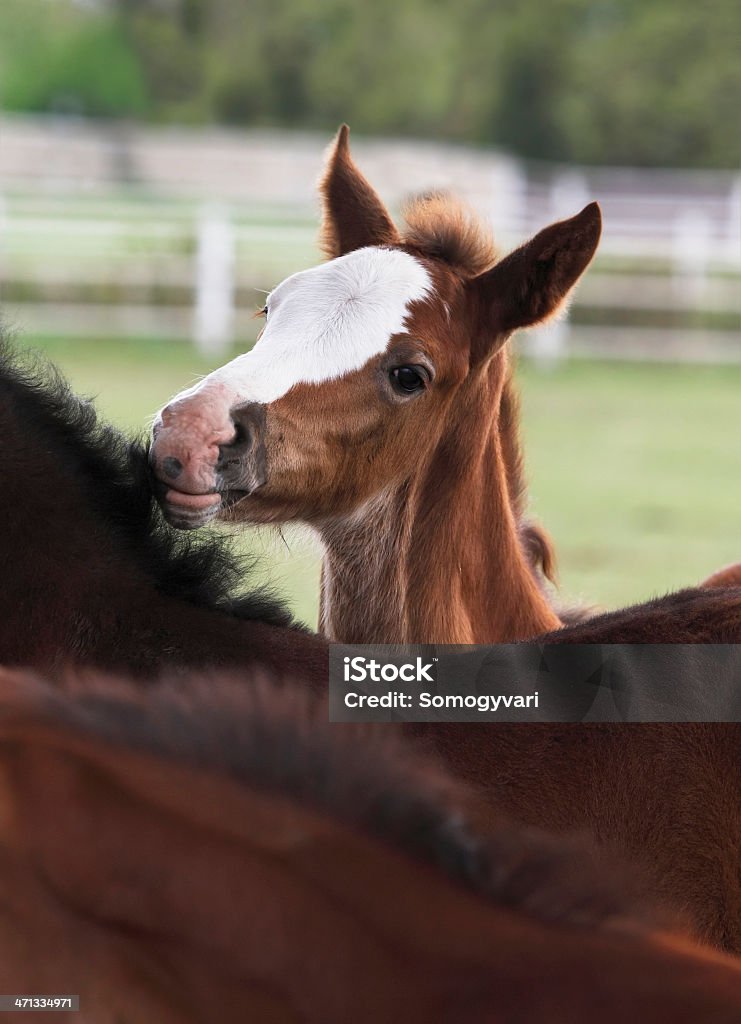 Watching you A cute little foal looking at you above his "friend's" back and neck. Canon Eos 1D MarkIII. Foal - Young Animal Stock Photo