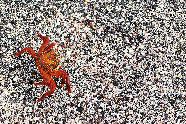 aratu-ilha fernandina, de galápagos - fernandina beach - fotografias e filmes do acervo