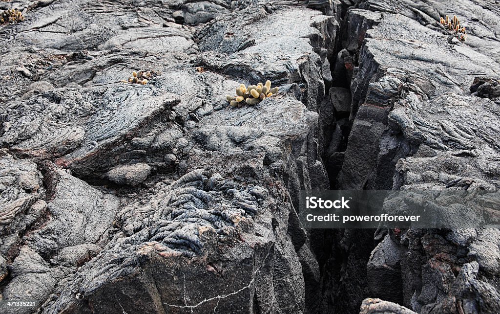 Трещина в поля лавы Fernandina, Галапагосские острова - Стоковые фото Lava Cactus роялти-фри