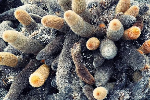 Lava Cactus - Fernandina Island, Galapagos Lava Cactus on Fernandina Island, Galapagos. lava cactus stock pictures, royalty-free photos & images