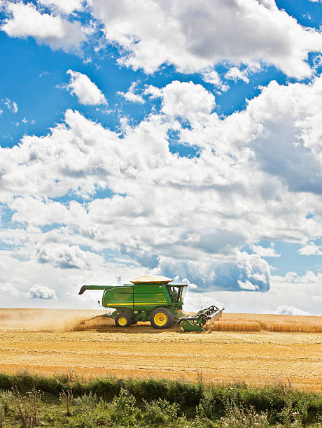 Morden, Manitoba Canada - August 20, 2011: Harvesting Wheat with John Deere combine on the prairies in Canada. A bountiful harvest.