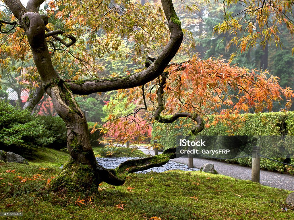 일본식 정원 경로만, 단풍 나무 추절 색상 포틀랜드 오리건 - 로열티 프리 0명 스톡 사진