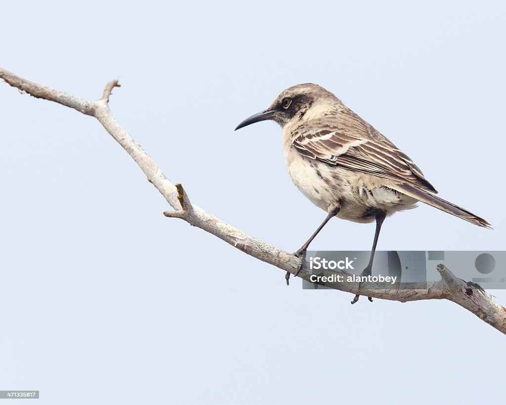 Galapagos: «de Darwin Mockingbird en charge de la théorie de l'évolution - Photo de Charles Darwin - Naturaliste libre de droits