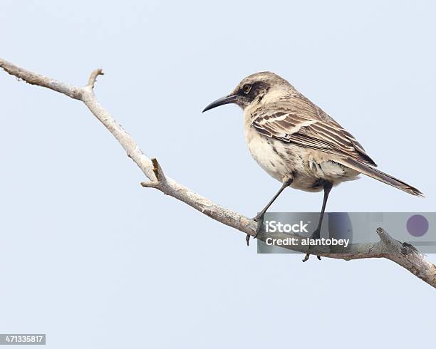 Photo libre de droit de Galapagos De Darwin Mockingbird En Charge De La Théorie De Lévolution banque d'images et plus d'images libres de droit de Charles Darwin - Naturaliste