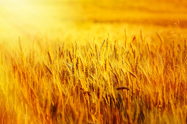 wheat filed at sunset gold wheat field in sunset beams, hay field stock pictures, royalty-free photos & images