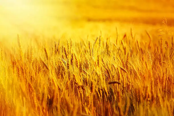 gold wheat field in sunset beams,
