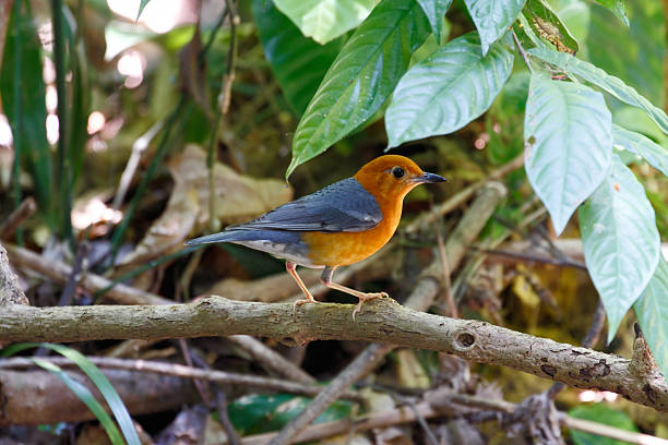Orange-headed Thrush Orange-headed Thrush (Zoothera citrina) omnivorous bird found in Indian subcontinent and Southeast Asia orange headed thrush bird stock pictures, royalty-free photos & images