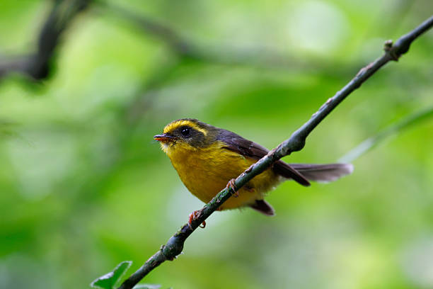 istock Yellow-bellied Fantail 471336386