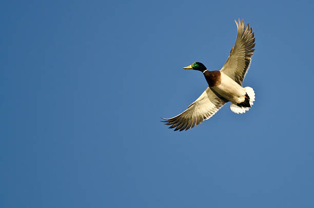 istock Mallard Duck Flying Alone in the Blue Sky 471336424