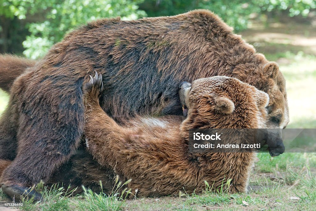 Dos negros grizzly lleva luchando - Foto de stock de 2015 libre de derechos