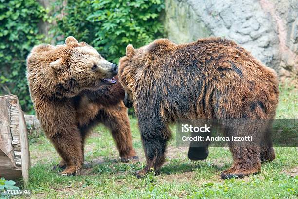 Dos Marrón Grizzly Lleva Luchando Foto de stock y más banco de imágenes de 2015 - 2015, Aire libre, Alaska - Estado de los EE. UU.