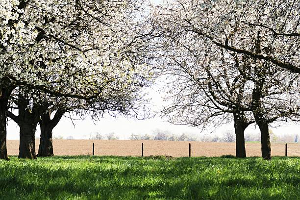 Farmland with plowed field and blooming cherry tree orchard in Borgloon,Limburg,Belgium.