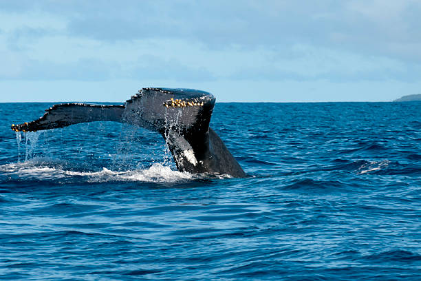 istock Humpback whale tail going down in blue polynesian sea 471336572