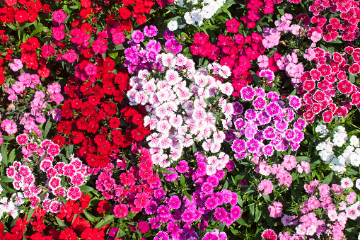 Dianthus flower