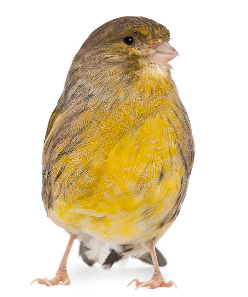 istock Atlantic Canary, Serinus canaria, 2 years old 471337117