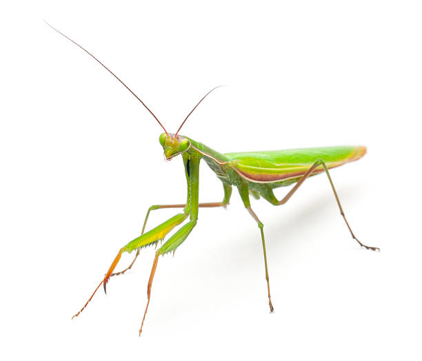 istock Female European Mantis, in front of white background 471337127