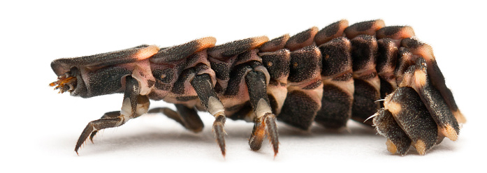 Common glow-worm of Europe, Lampyris noctiluca, in front of white background