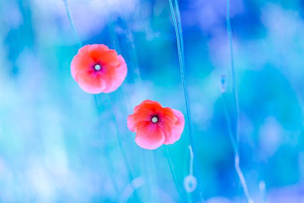 istock Poppy flowers with blue mood 471337166