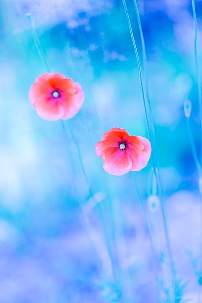 istock Poppy flowers with blue mood 471337170