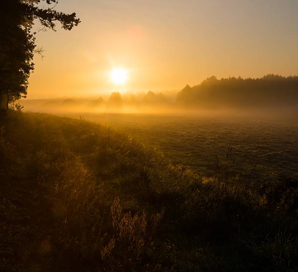 istock Foggy morning on meadow 471337206