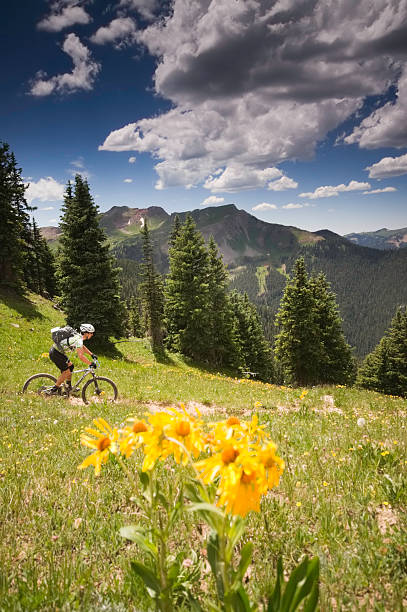 mountain biking wildflower landscape stock photo