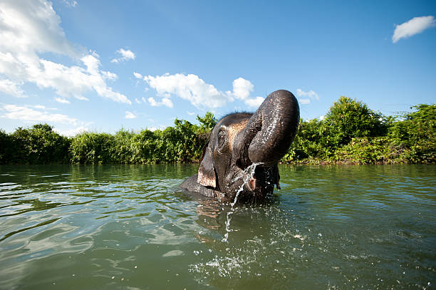 asiatischer elefant planschen mit wasser, während sie einem bad - chitwan stock-fotos und bilder