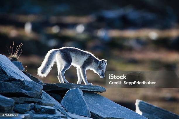 Photo libre de droit de Renard Arctique Est Debout Sur Un Rocher banque d'images et plus d'images libres de droit de Renard arctique - Renard arctique, Arctique, Archipel du Svalbard