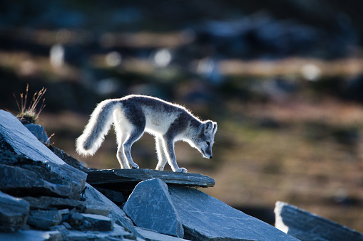 A young arctic fox is standing on a rock and looking to the camera. Shot against the light.Plenty of copy space.Wildlife shot, no captivity