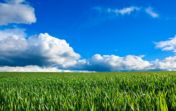 verde paisaje de campo - clear sky nobody blade of grass summer fotografías e imágenes de stock