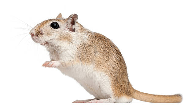 istock Gerbil, 2 months old, in front of white background 471338747