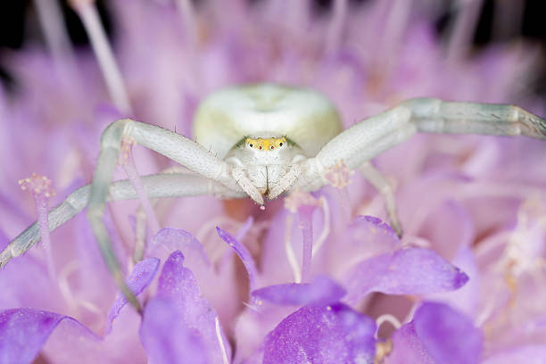 istock Goldenrod crab spider, Misumena Vatia 471339017